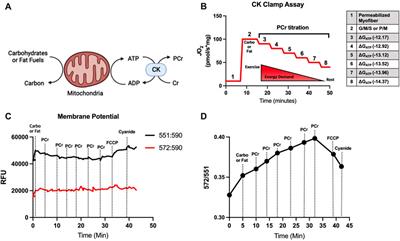 The bioenergetic “CK Clamp” technique detects substrate-specific changes in mitochondrial respiration and membrane potential during early VML injury pathology